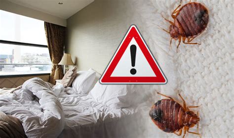 Wright said doing this incorrectly could make the situation much worse. . The inn at christmas place bed bugs